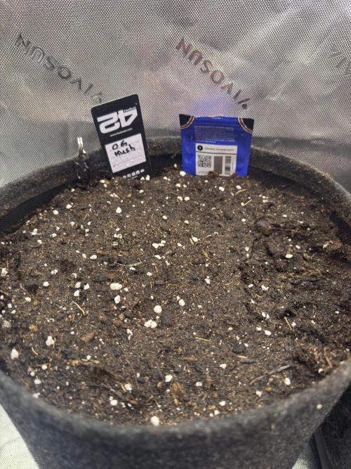 OG Kush. Week 0