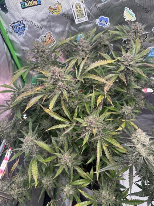 StrawberryGorilla. Week 12