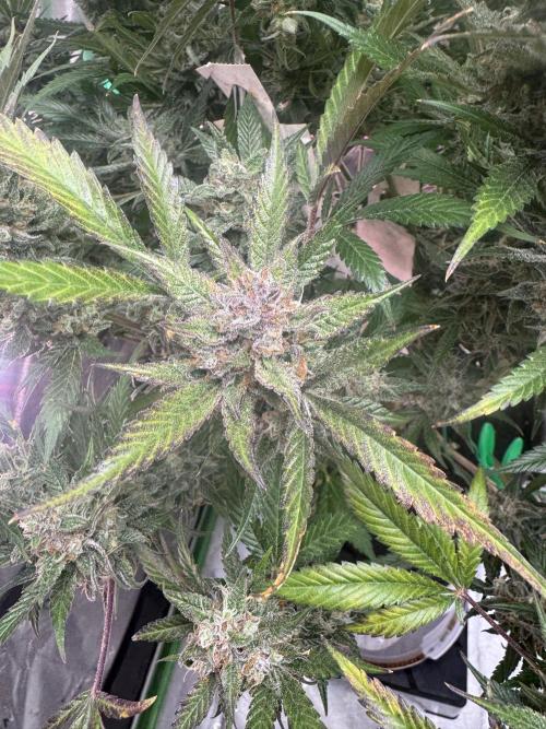 StrawberryGorilla. Week 12