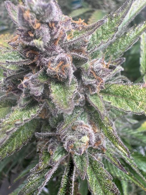StrawberryGorilla. Week 12