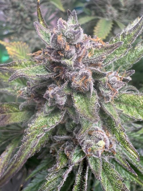 StrawberryGorilla. Week 12