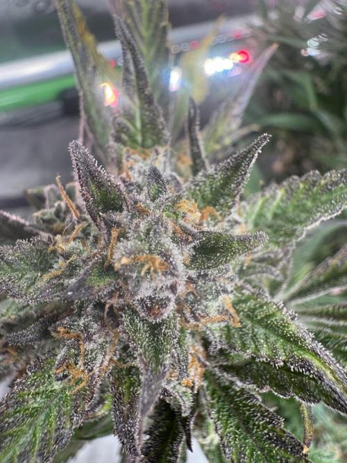 StrawberryGorilla. Week 12