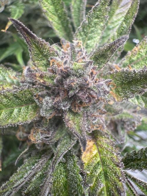 StrawberryGorilla. Week 12
