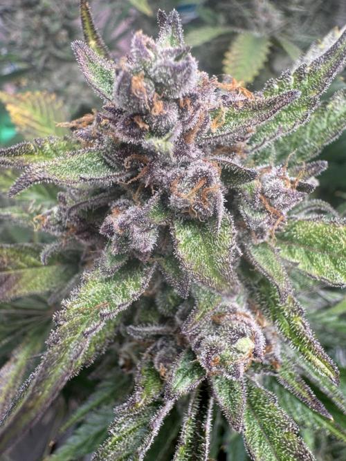 StrawberryGorilla. Week 12