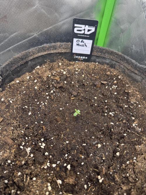 OG Kush. Week 0