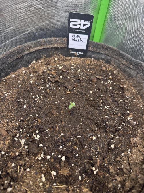 OG Kush. Week 0
