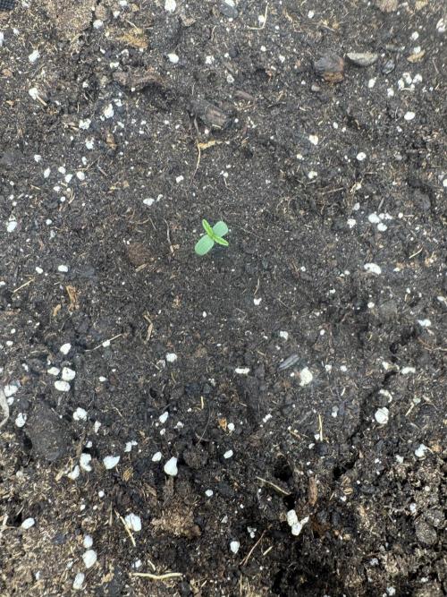 OG Kush. Week 0