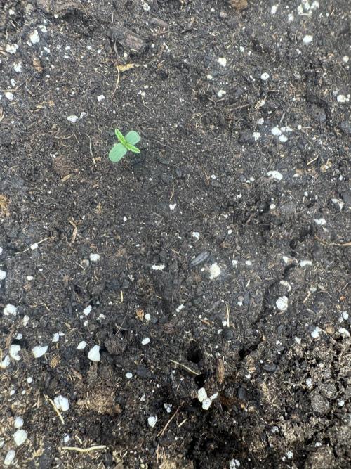OG Kush. Week 0