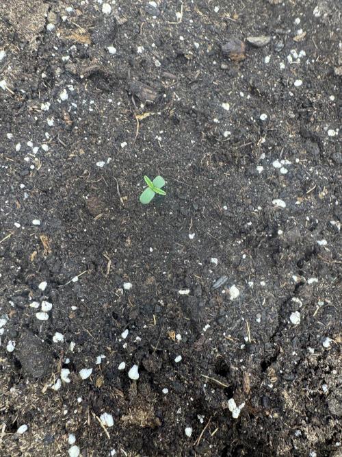 OG Kush. Week 0