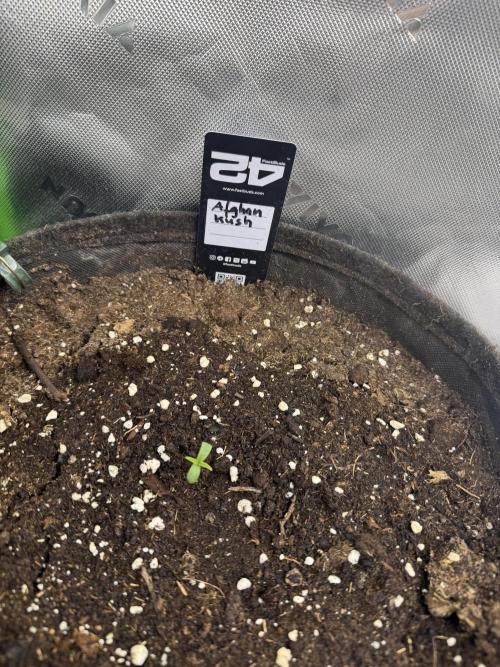 Afghan Kush. Week 0