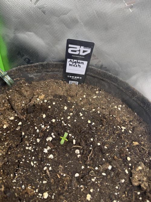 Afghan Kush. Week 0