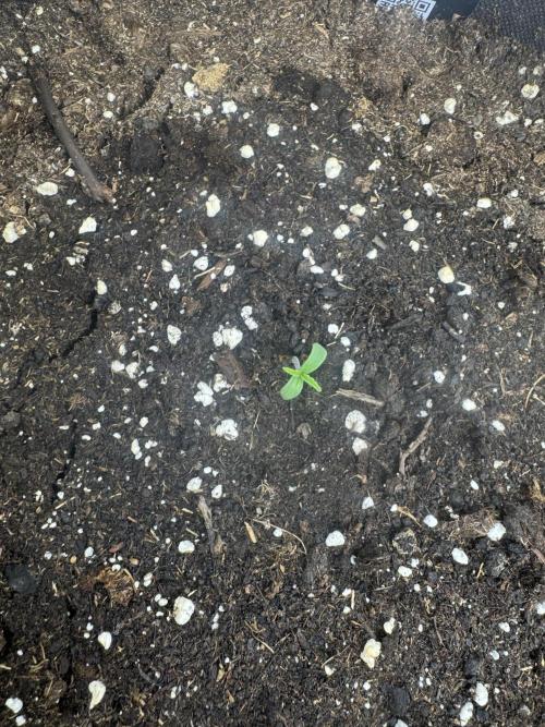 Afghan Kush. Week 0