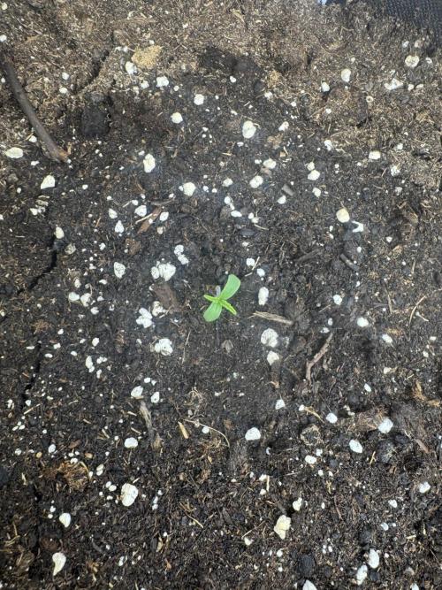 Afghan Kush. Week 0