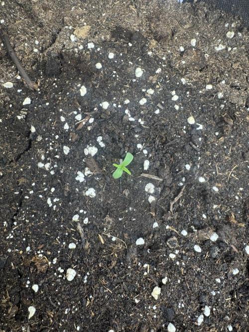 Afghan Kush. Week 0