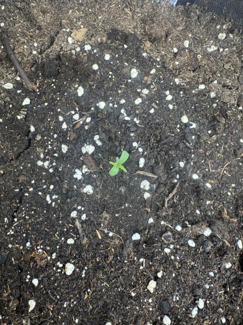 Afghan Kush. Week 0