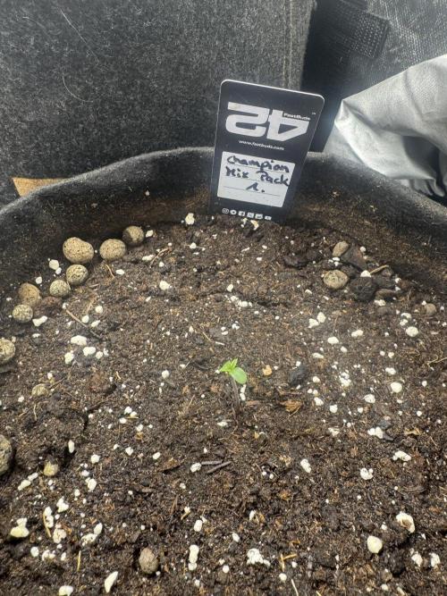 Champion Mix Pack Fastbuds. Week 0