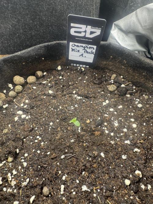 Champion Mix Pack Fastbuds. Week 0