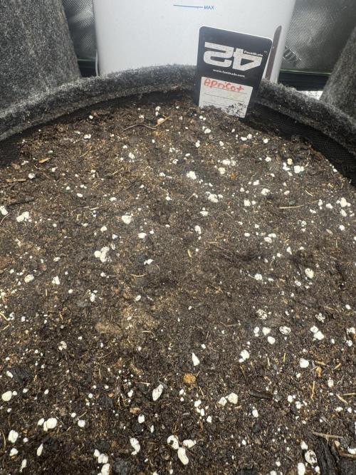 Apricot. Week 0