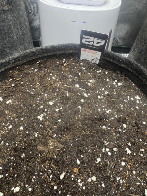 Apricot. Week 0