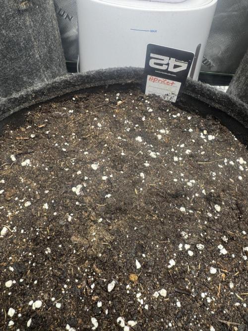 Apricot. Week 0