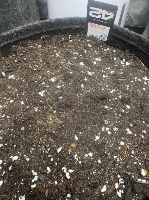 Apricot. Week 0