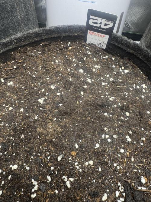 Apricot. Week 0