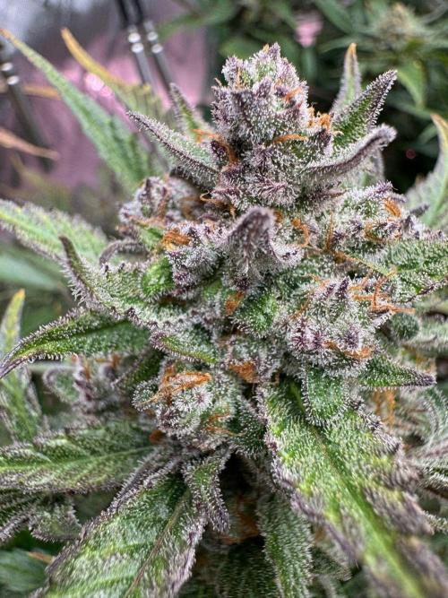 StrawberryGorilla. Week 13