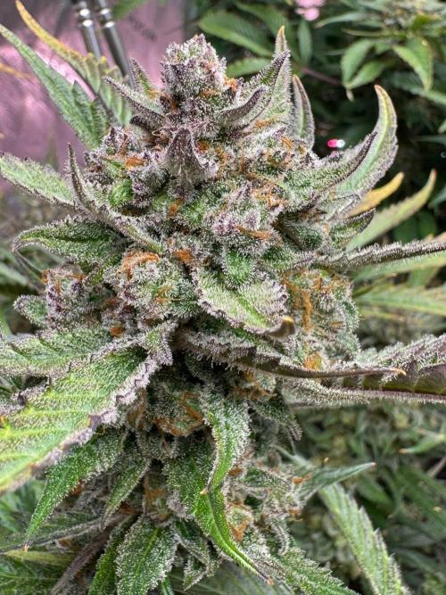 StrawberryGorilla. Week 13