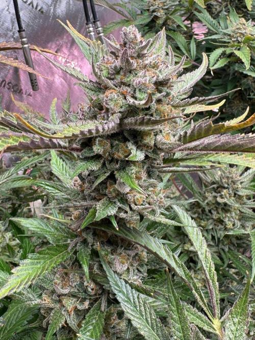 StrawberryGorilla. Week 13