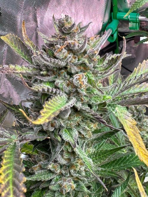 StrawberryGorilla. Week 13
