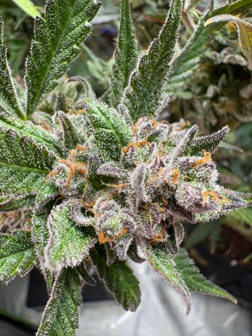 StrawberryGorilla. Week 13