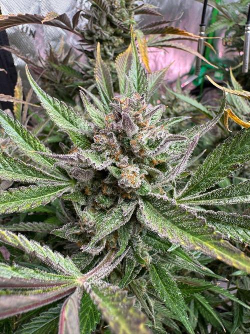 StrawberryGorilla. Week 13