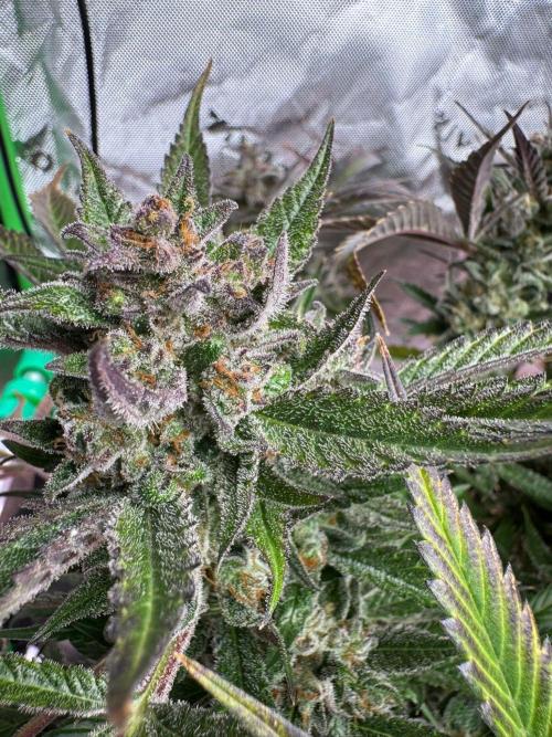 StrawberryGorilla. Week 13