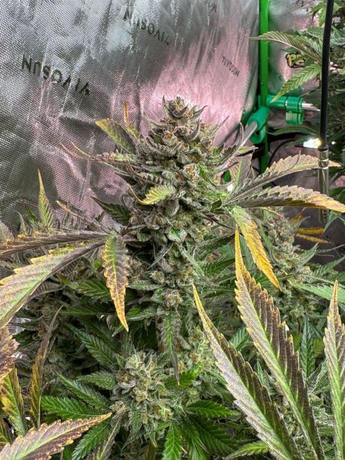 StrawberryGorilla. Week 13