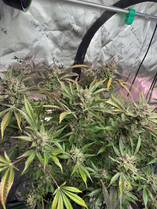 StrawberryGorilla. Week 13