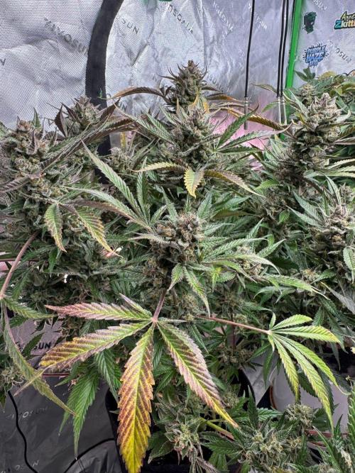 StrawberryGorilla. Week 13