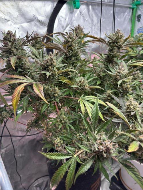 StrawberryGorilla. Week 13