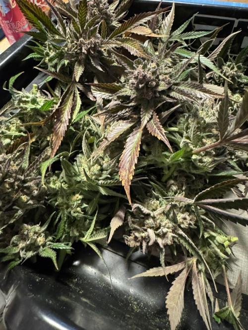 StrawberryGorilla. Week 13