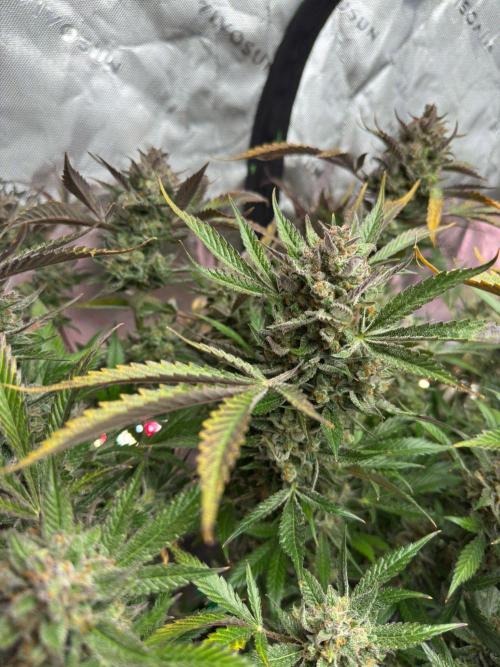 StrawberryGorilla. Week 13