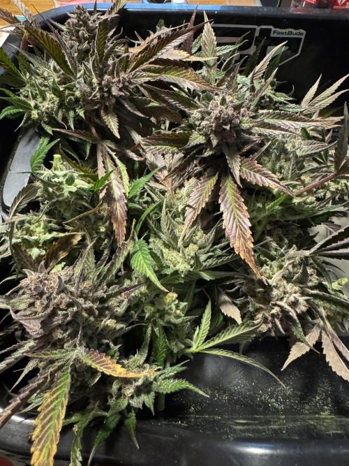 StrawberryGorilla. Week 13