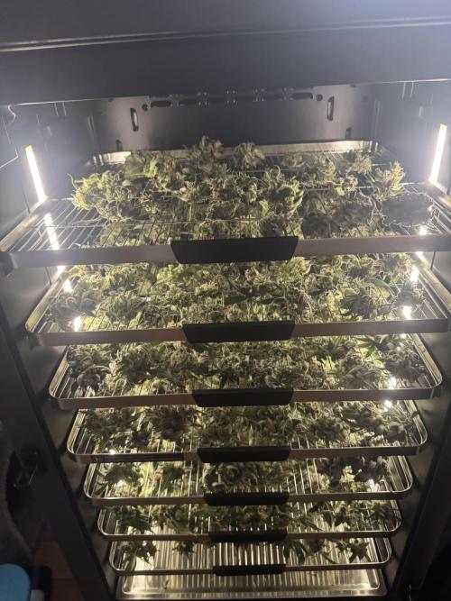 StrawberryGorilla. Week 13