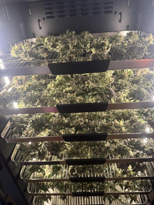 StrawberryGorilla. Week 13