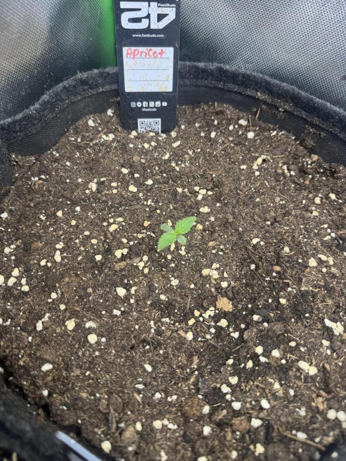 Apricot. Week 1