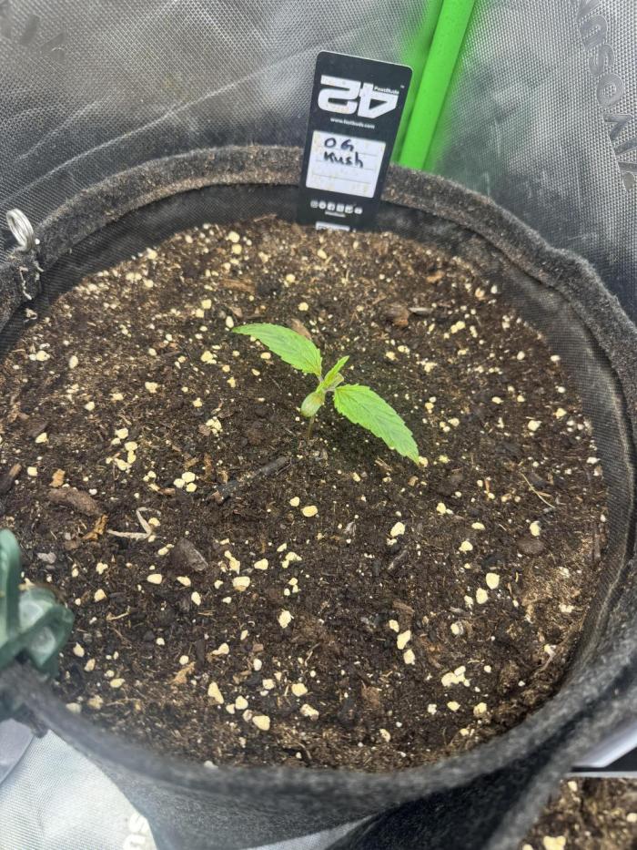 OG Kush. Week 1
