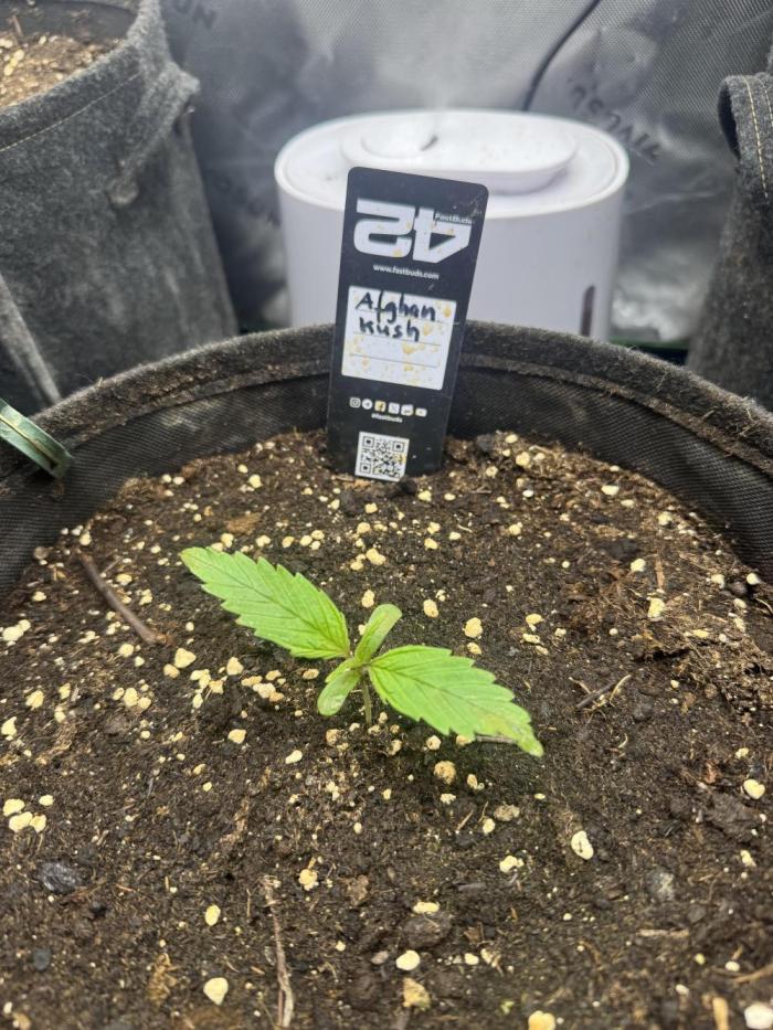 Afghan Kush. Week 1
