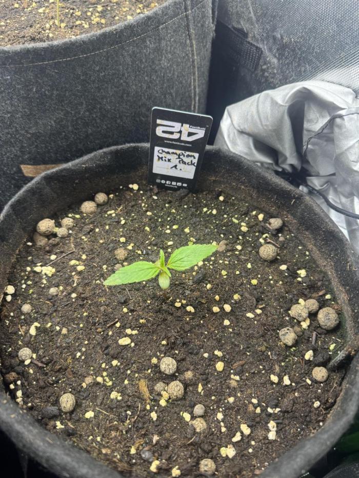 Champion Mix Pack Fastbuds. Week 1