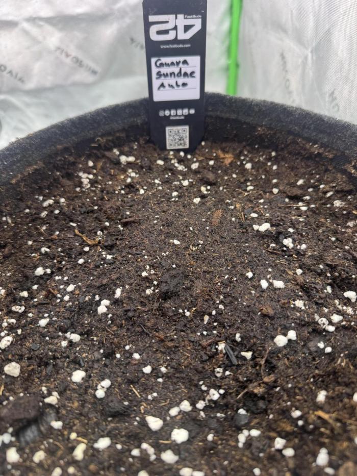 Guava Sundae Auto. Week 0