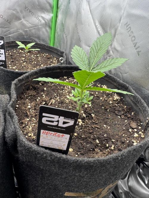 Apricot. Week 2