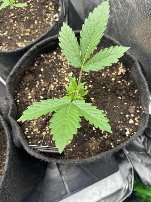 Apricot. Week 2
