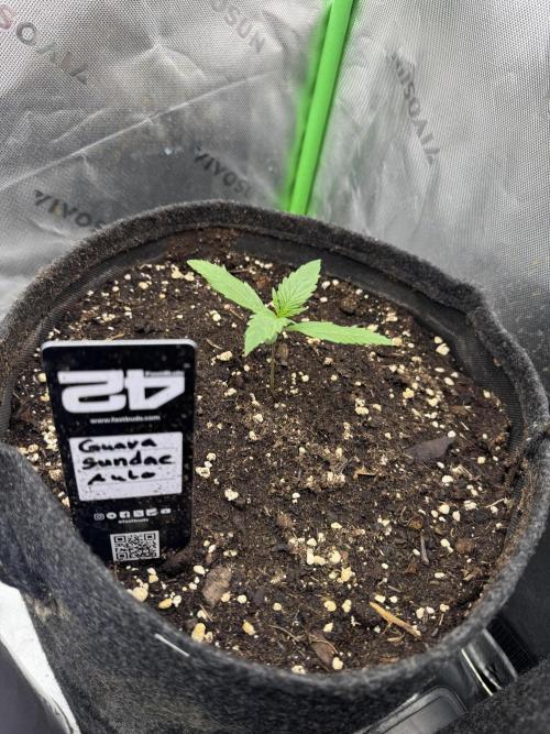 Guava Sundae Auto. Week 1